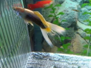 IMG00102-20090511-1726.jpg