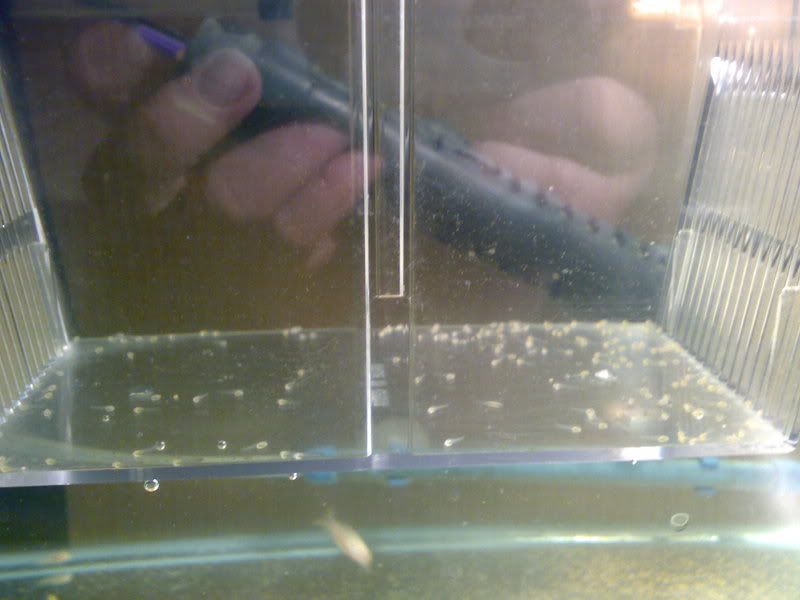 NewlyHatchedcorys.jpg