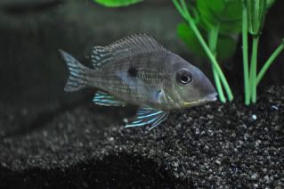 tapajos.jpg