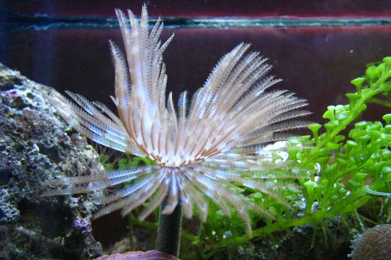 saltwater9.jpg
