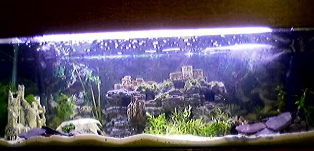 newtank.jpg