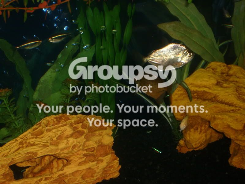 Fish001.jpg