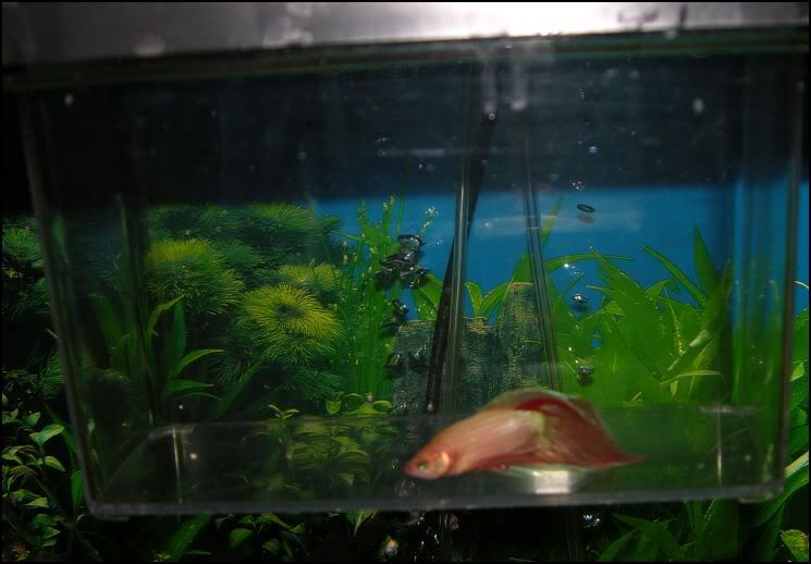 Betta2b.jpg