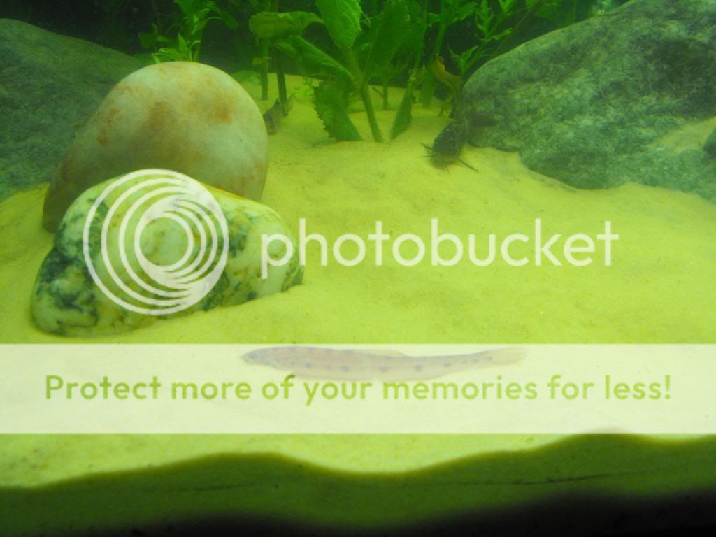 DSCF1121-1.jpg