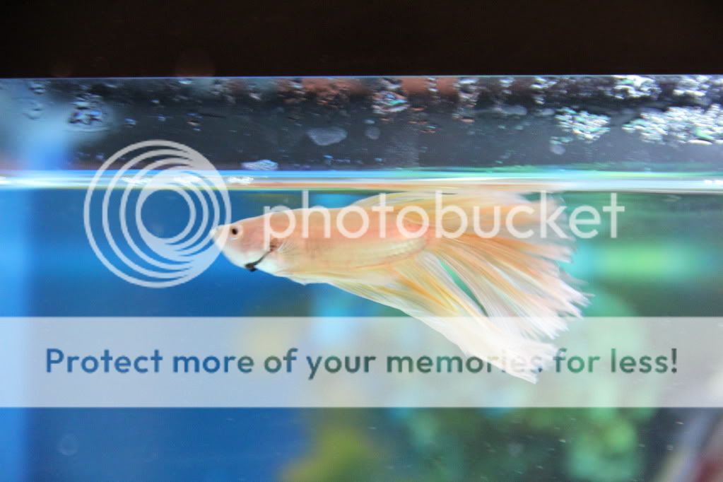 bettas001.jpg