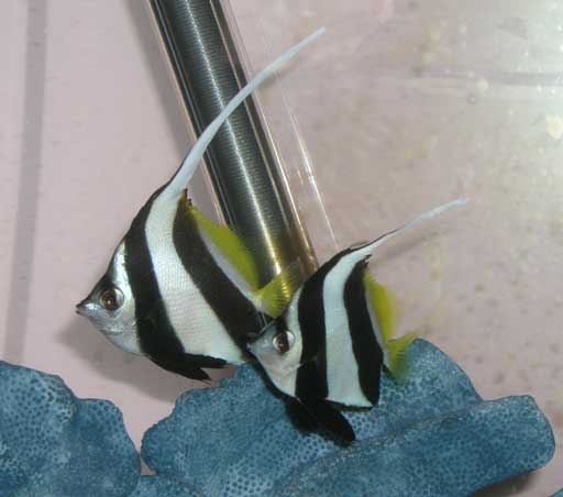 Heniochus_diphreutes.jpg