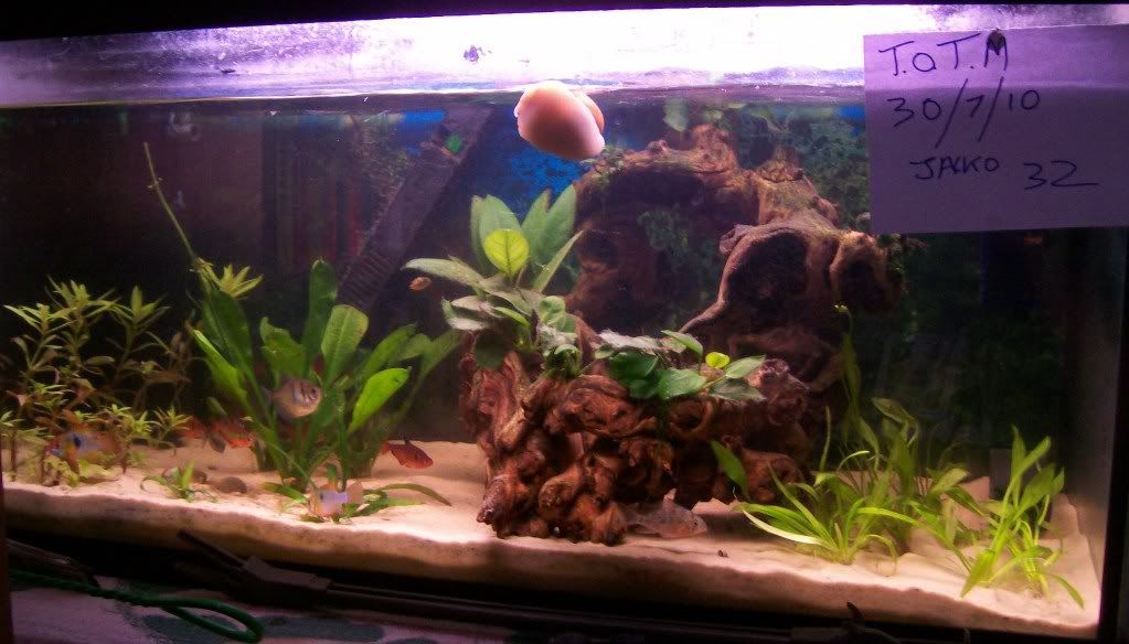 totmnewfish020.jpg