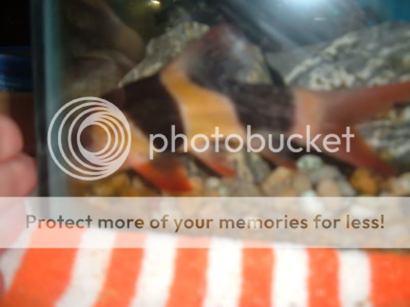 DSCF1392.jpg