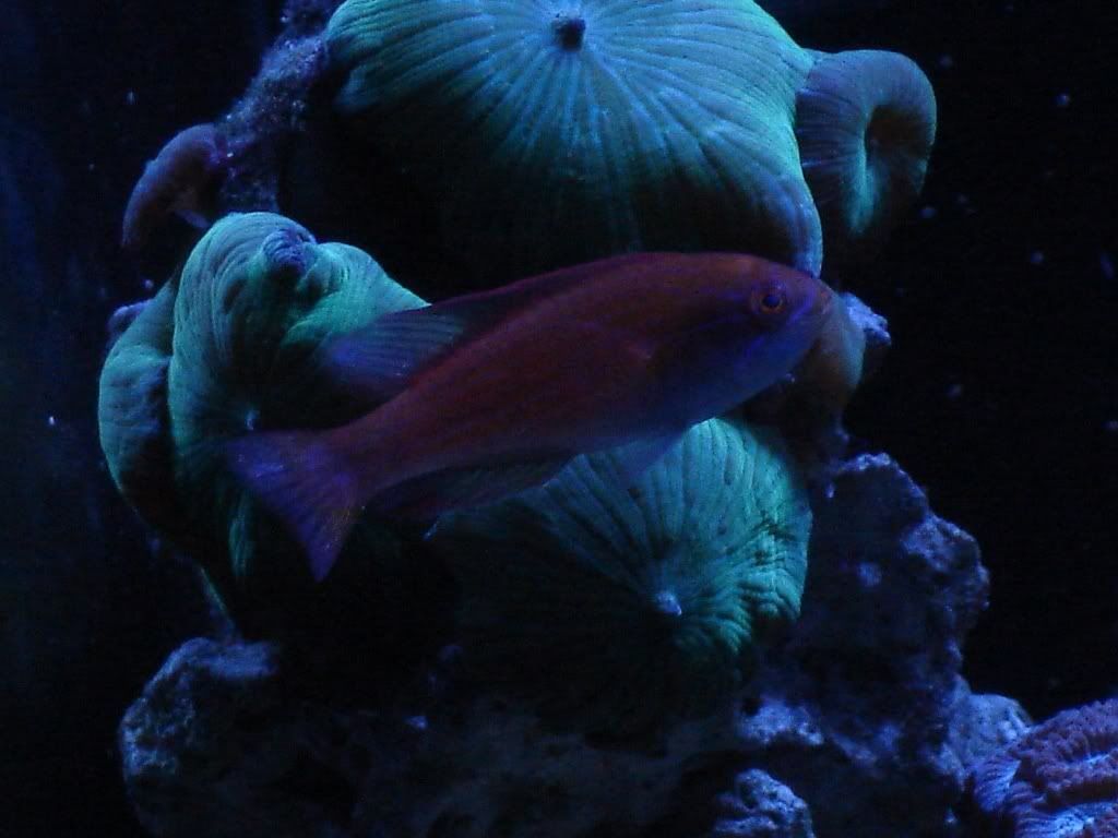 01-25-07AdmiralVictor.jpg