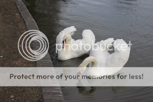 swans3.jpg