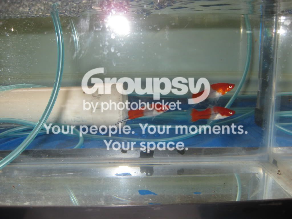 SpringFishExpo10019.jpg
