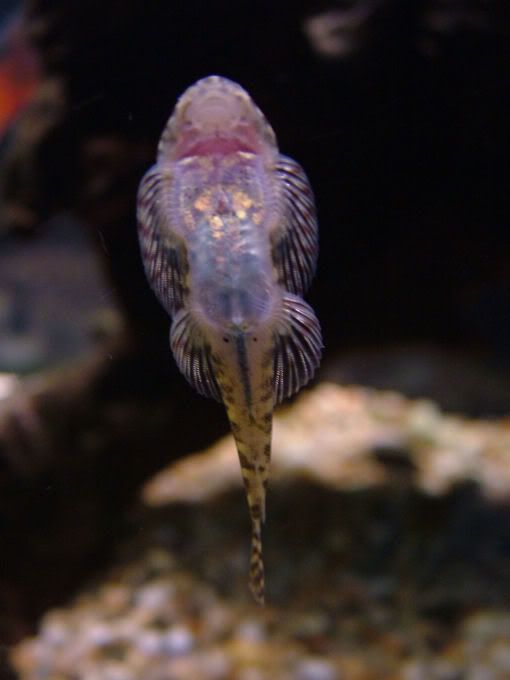 DSCF2730.jpg