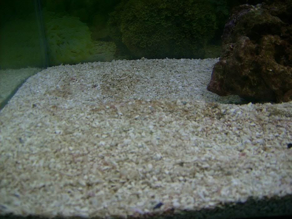 Cyano.jpg