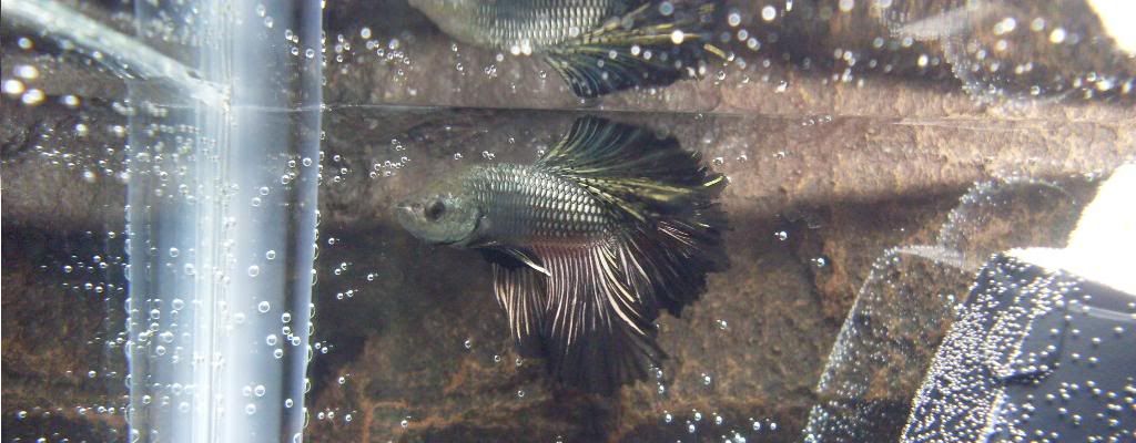ZHMBetta.jpg