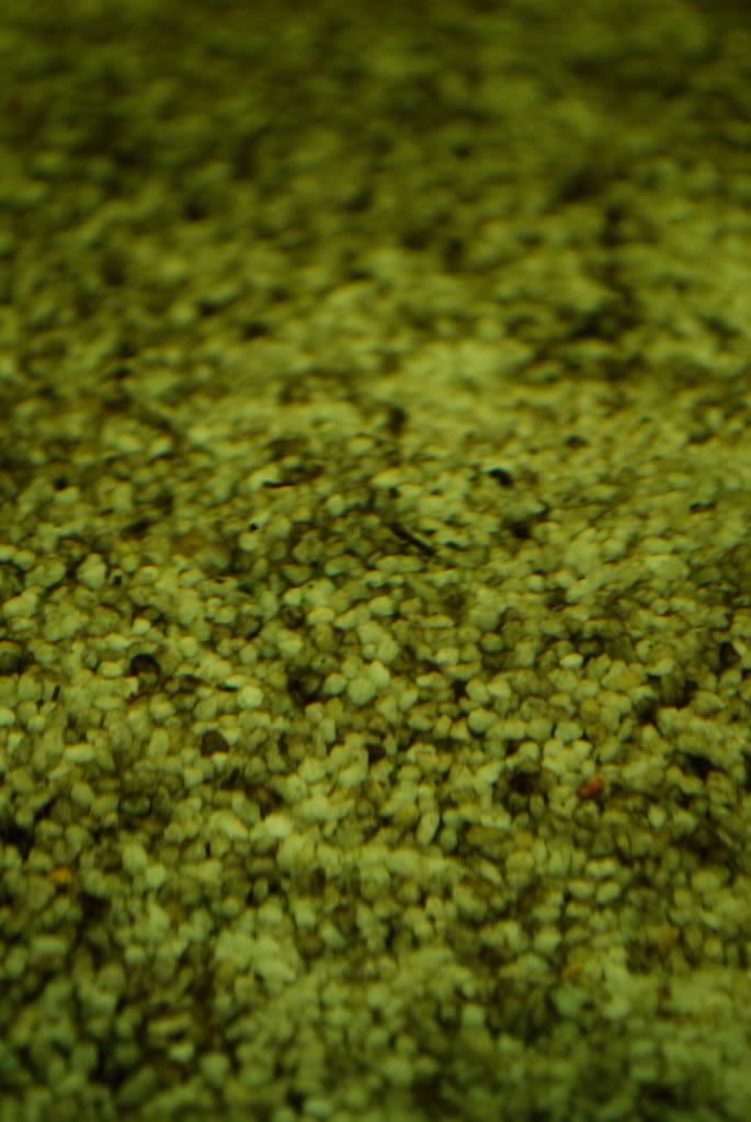DSC_0138.jpg