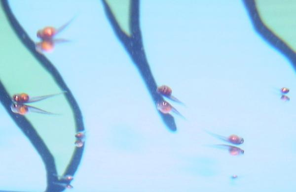 11_day_14.png