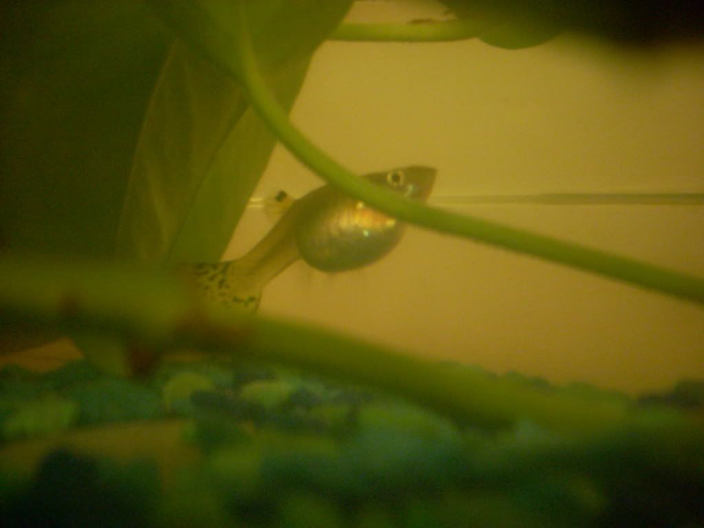 Guppy008.jpg