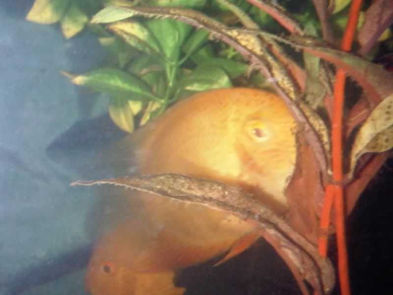 IMG00521-20101013-1042.jpg