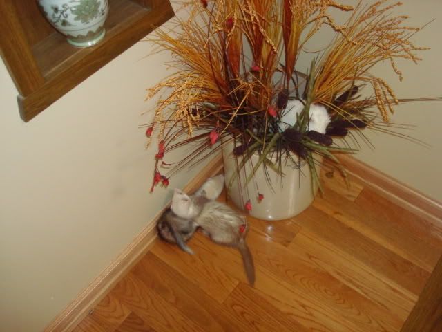 ferrets017-1.jpg