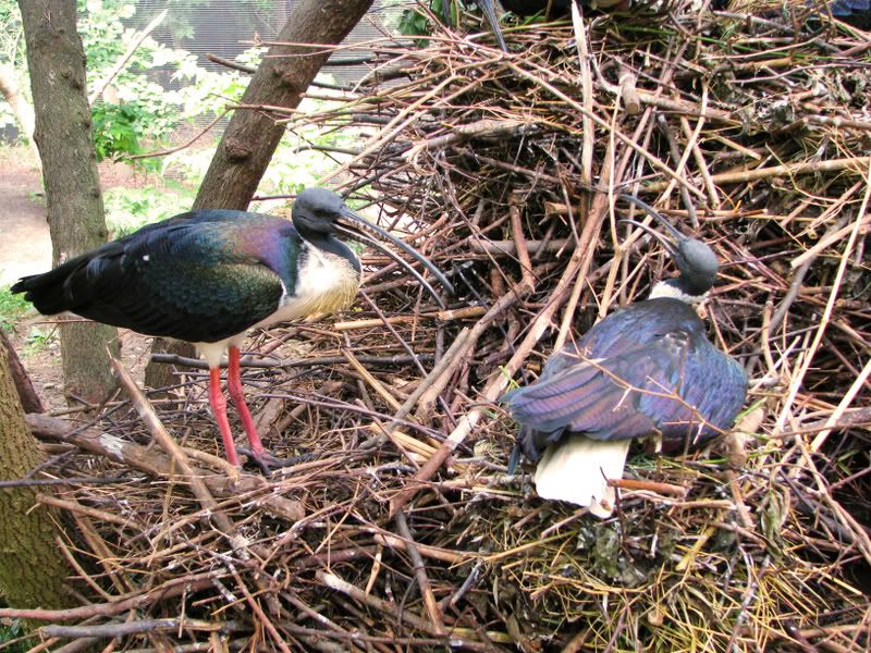 Straw-neckedIbis.jpg