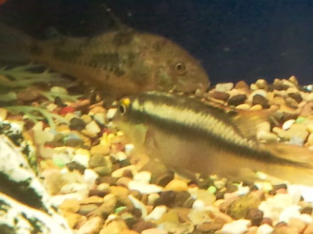 Loach1.jpg