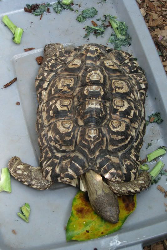 Turtle1.jpg