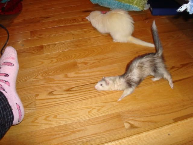 ferrets021.jpg