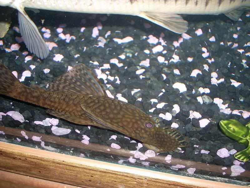 DSCN1260.jpg