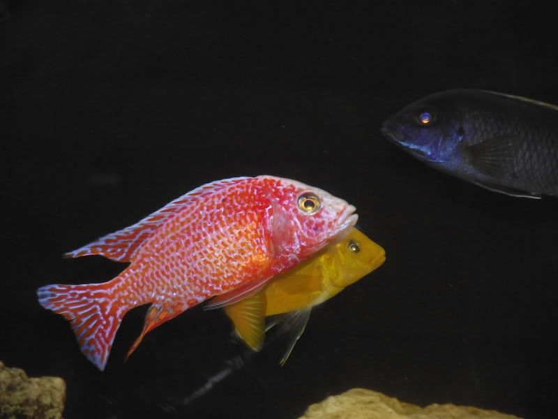 DSCF7265.jpg