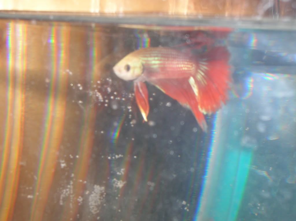 malebettas018.jpg
