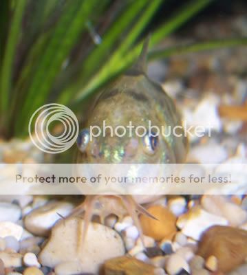 030307pepperedcory.jpg