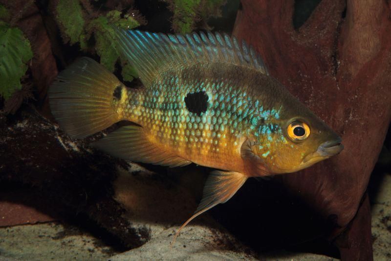 fish_zps8b28495e.jpg
