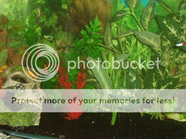 Fishtank01.jpg