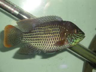 DSCN1530.jpg