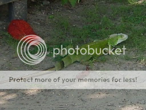 S5008099.jpg