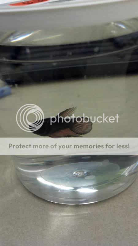 2013-03-27_18-33-47_108.jpg
