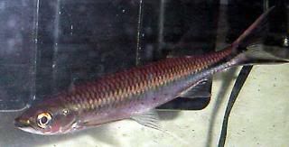 apolloshark2.jpg