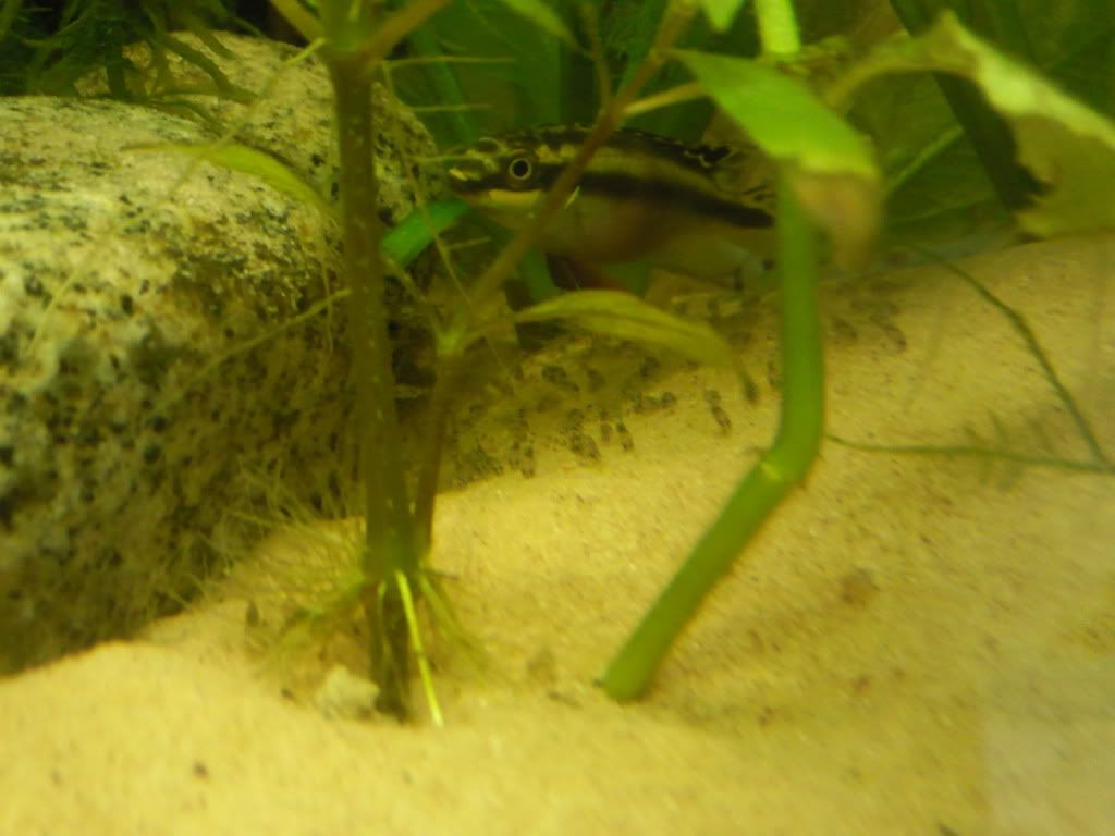 Kribfry2.jpg