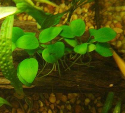 Anubias_barteri_var_nana_on_a_bogwood.jpg