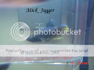 mickjagger.png