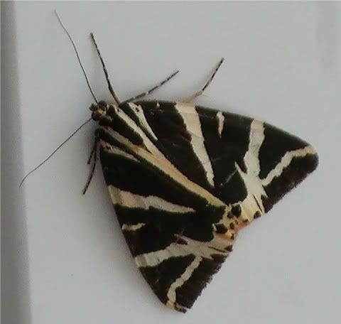 Jerseytigermoth1.jpg