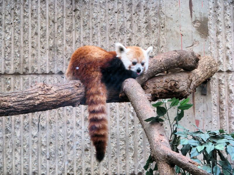 RedPanda2.jpg