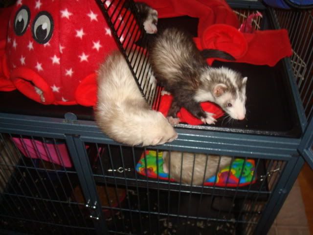 ferrets1013.jpg