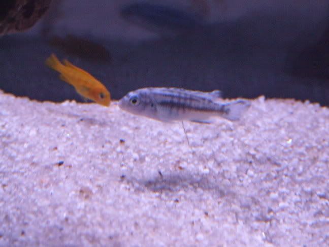 2006_02262weekbetta0006.jpg