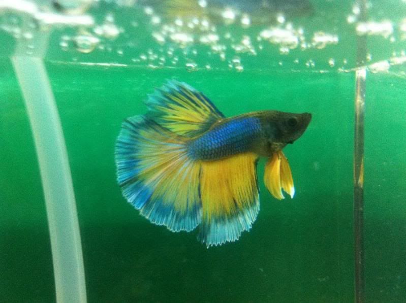 Betta3.jpg