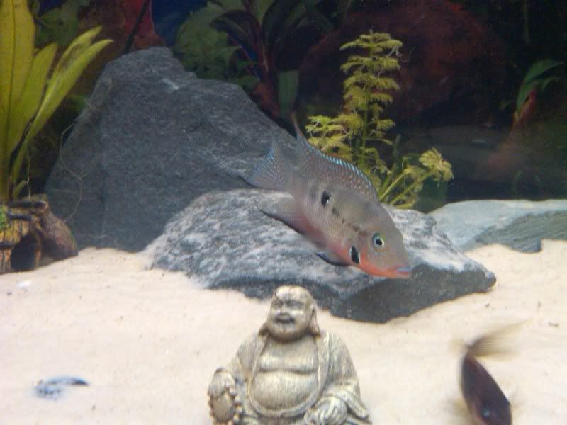 IMG00164-20110404-2107.jpg