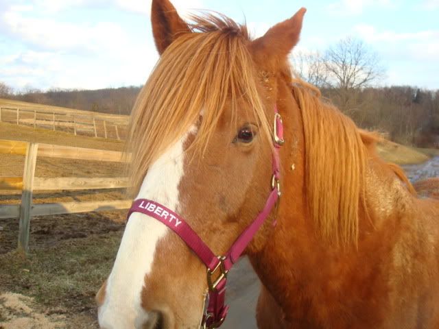 horsies016.jpg