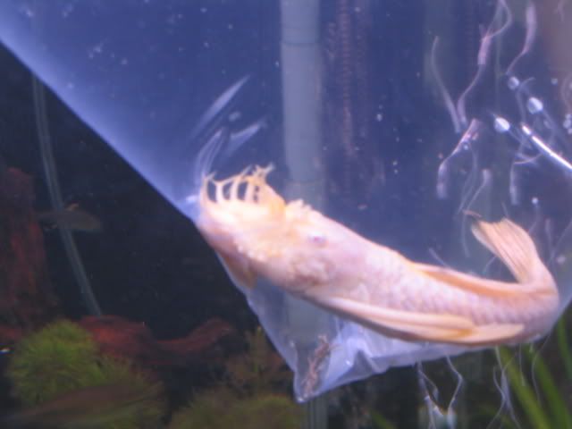 Plecs011.jpg