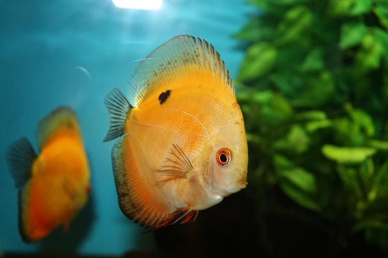 discus2-1.jpg