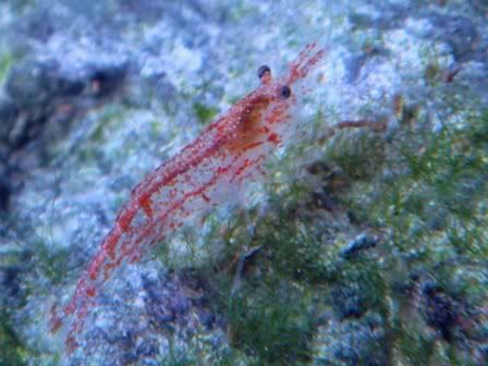 Shrimplet1.jpg